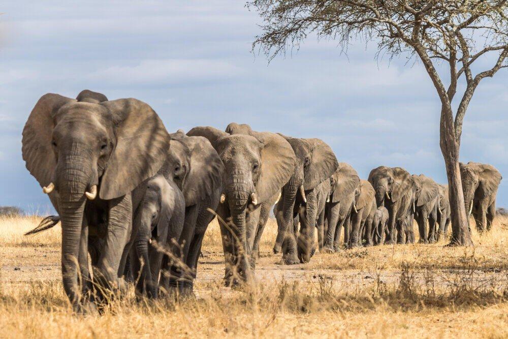 6 Days Tanzania Wildlife Safari Experience
