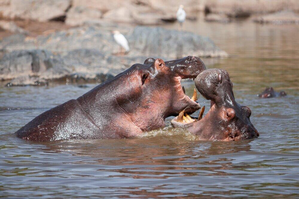 8 Days Tanzania Wildlife Safari Experience